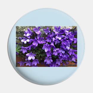 Siberian Bellflower on Garden Wall Pin