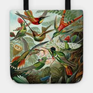 Hummingbirds Trochilidae by Ernst Haeckel Tote