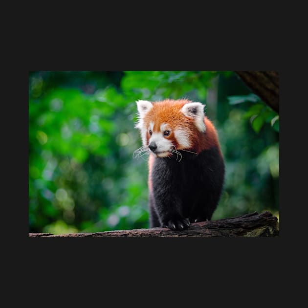 Lesser Panda by kawaii_shop