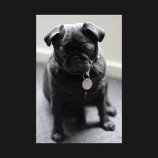 a little black pug T-Shirt