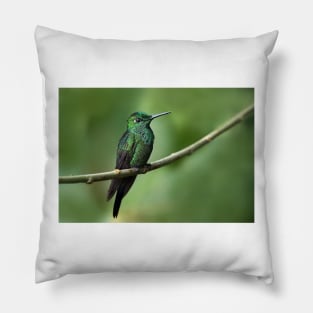 Green-Crowned Brilliant Hummingbird - Costa Rica Pillow