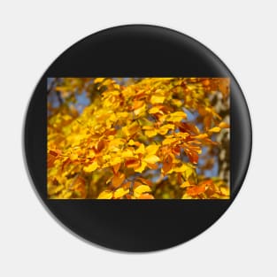 Autumn leaves, leaf color, beech, tree Pin