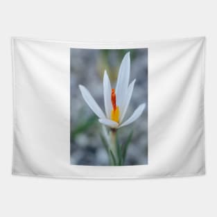 Crocus fleischeri Tapestry