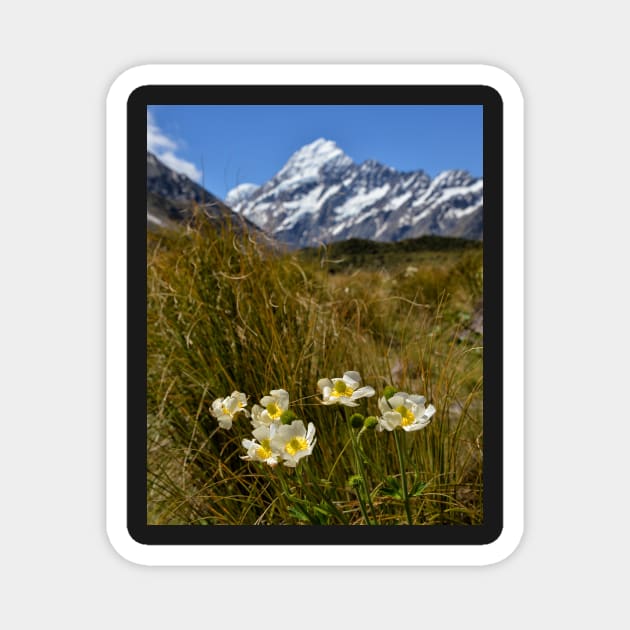 Mount Cook Lilies Magnet by krepsher