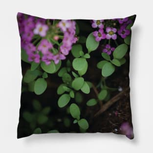 Alyssum Pillow