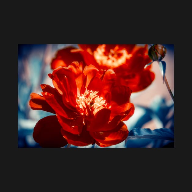 Red Peony Flowers by cinema4design