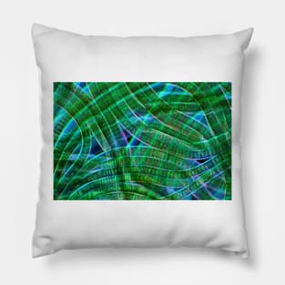 Oscillatoria cyanobacteria, micrograph (C028/9169) Pillow