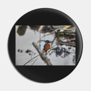 Kingfisher Pin