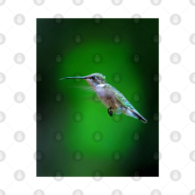 Tongue and Cheek - Ruby-throated hummingbird by Jim Cumming
