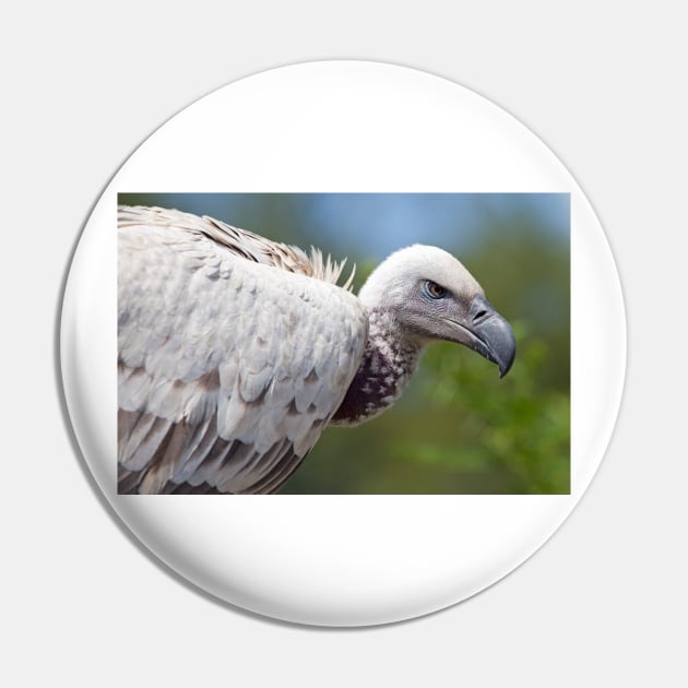 Cape Vulture close-up Pin by Melissa Peltenburg Travel Photography