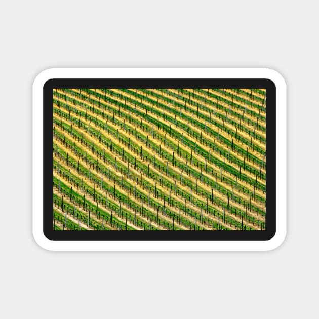 Vines in Australia Magnet by jwwallace