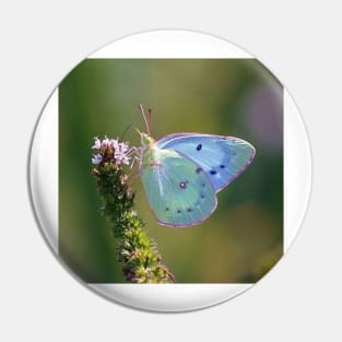 blue butterfly Pin