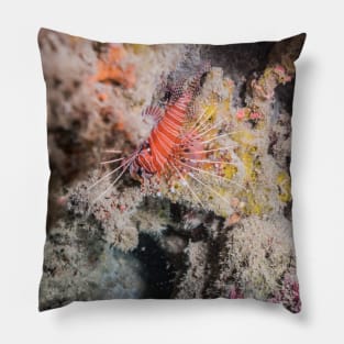 graceful lionfish on coral reef Pillow