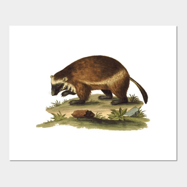 Vintage Illustration Of The Honey Badger Honey Badger Posters And Art Prints Teepublic