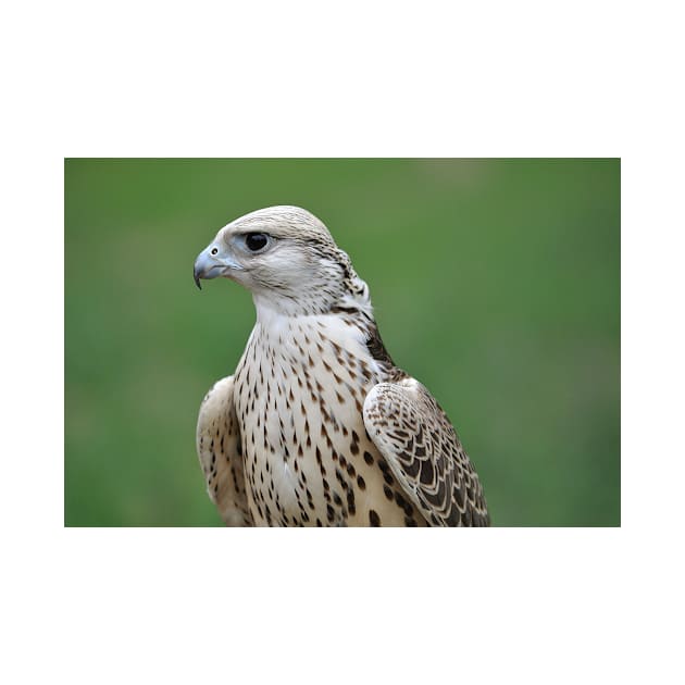 Saker Falcon by kawaii_shop