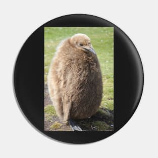 King penguin chick Pin