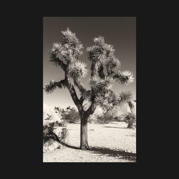 Joshua Tree bw by jvnimages