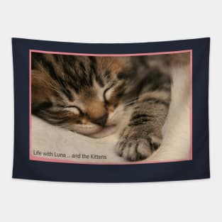 Funny Cats and Cute Kittens Tapestry