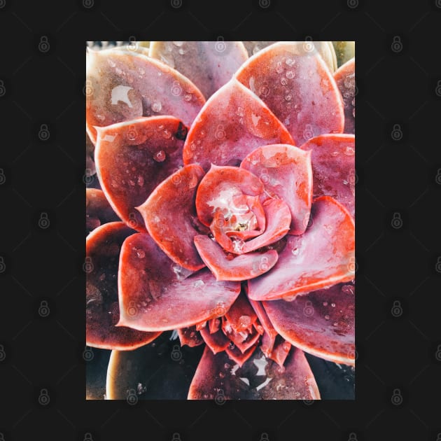 Water Drops on Red Succulent Plant by visualspectrum