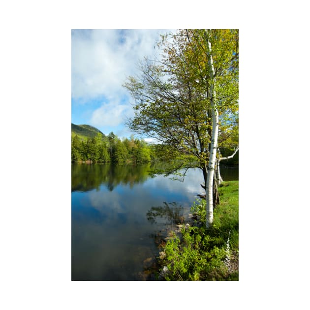 Spring Birch Woodard Reservoir, Vermont by srwdesign