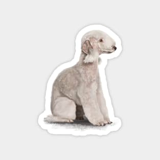 The Bedlington Terrier Magnet