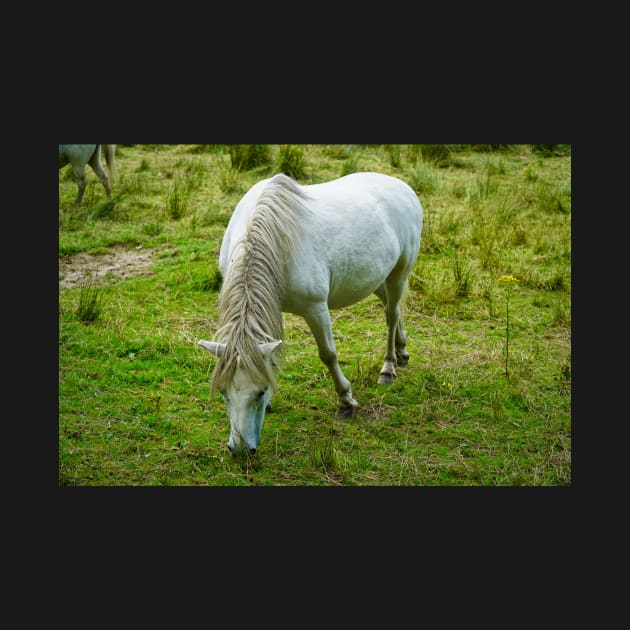 Small White Horse / Pony Eating Grass by Harmony-Mind