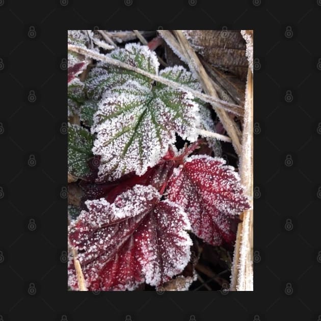 Peaceful Frosty Holiday Leaves by Photomersion