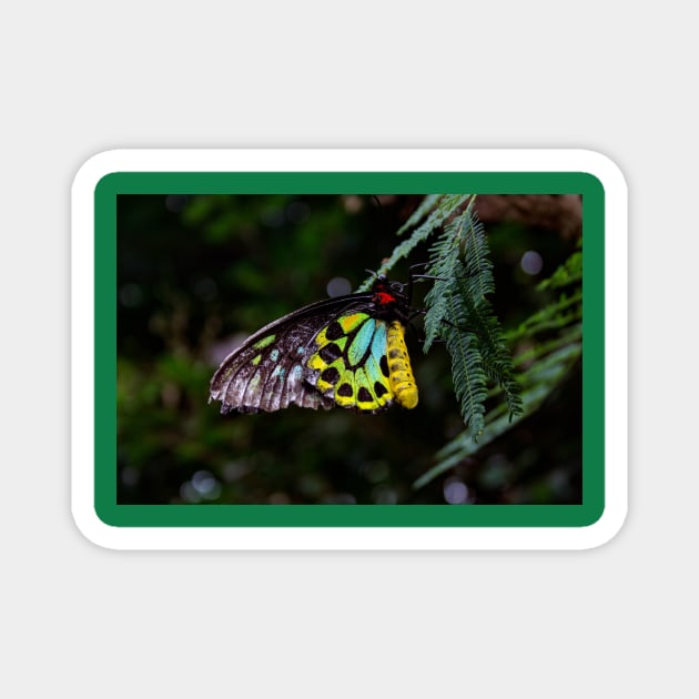 Cairns Birdwing Butterfly Magnet by Rob Johnson Photography
