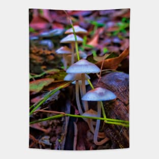 Delicate fungi in forest Tapestry