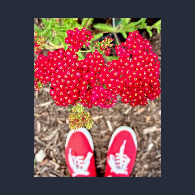 Ruby Red Yarrow Achillea by KT