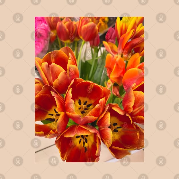 Orange Tulips Flowers Floral Plant Blossoms by eleonoraingrid