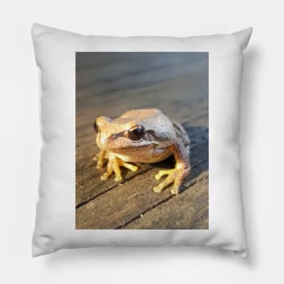 Golden Frog  - by Avril Thomas Pillow