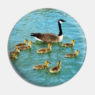 Family of young Geese Goslings Swimming Together Pin