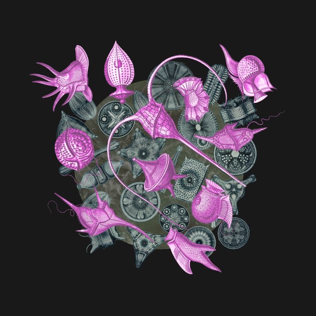 Ernst Haeckel Pink Peridinea on Cerulean  Diatoms by Scientistudio