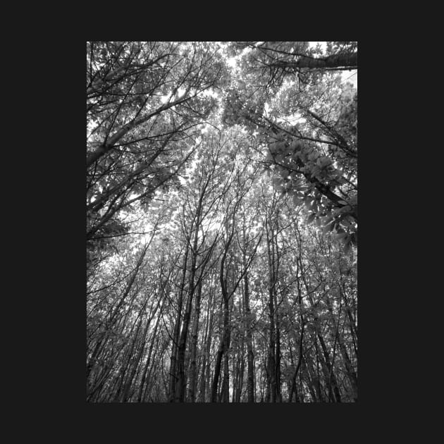 Tree tops black & white by WonkeyCreations