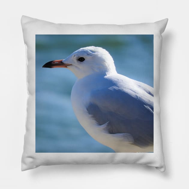 Silver Gull Pillow by kirstybush