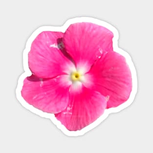 Bright Pink Flower White Yellow Center Magnet