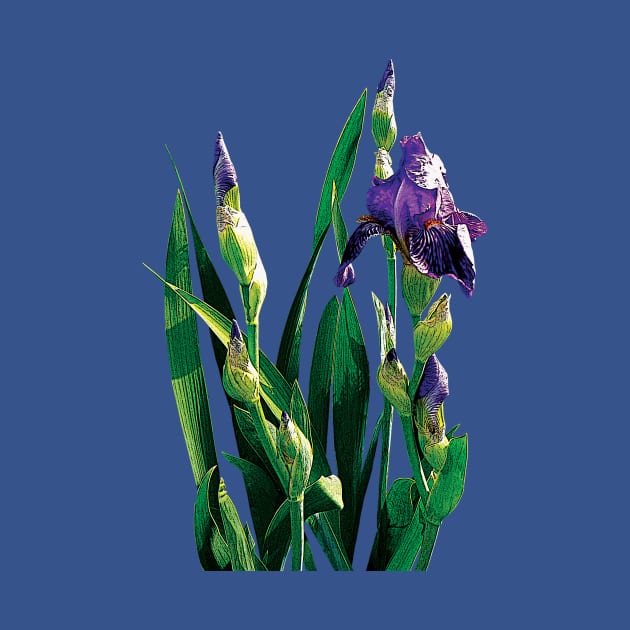 Irises - Purple Iris and Buds by SusanSavad