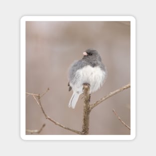 Fluffy Dark Eyed Junco with brown/tan blurred background Magnet