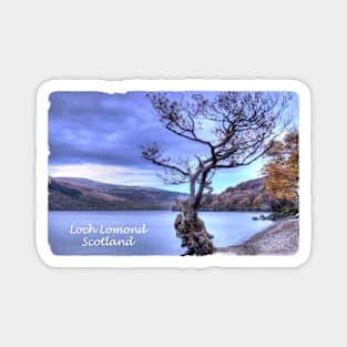 Tree at Firkin Point, Loch Lomond, Scotland Magnet