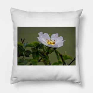 Raindrops on English Dog Rose Pillow