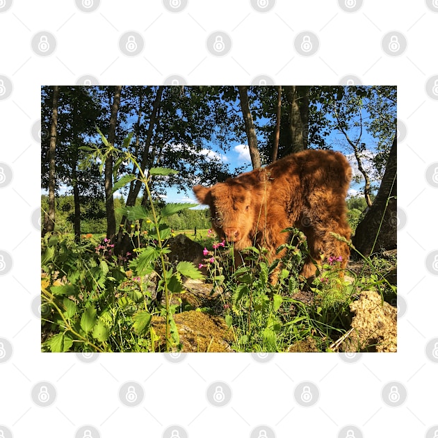 Scottish Highland Cattle Calf 1781 by SaarelaHighland