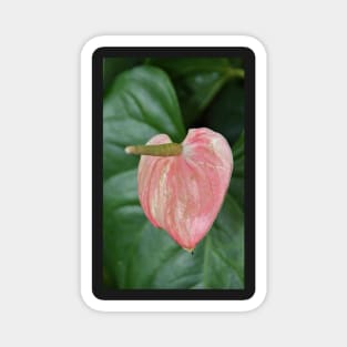 Anthurium Magnet