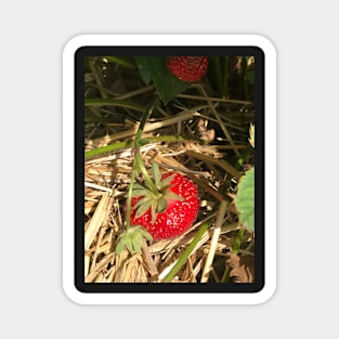 Organic Strawberry on Straw Magnet