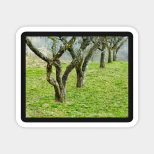 Apple trees in an orchard Magnet