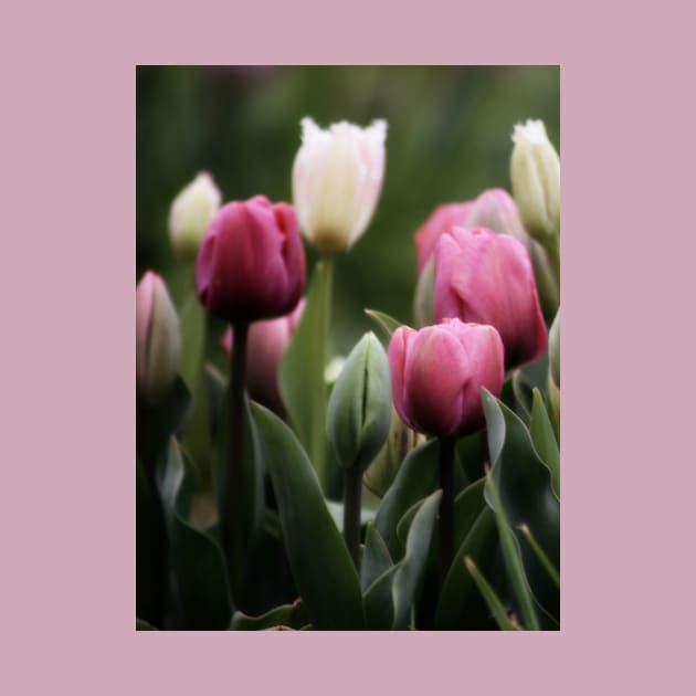 Spring Tulips by Hemeria
