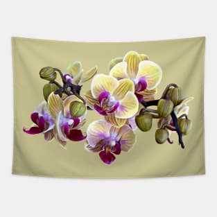 Pale Yellow and Magenta Phalaenopsis Orchids Tapestry