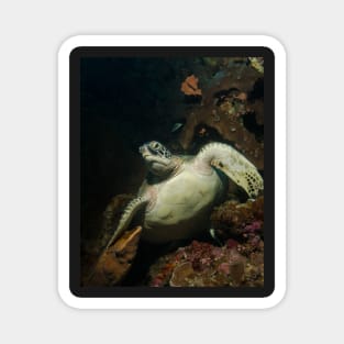 A Green Turtle on the Reef in Bunaken Park, Indonesia Magnet