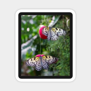 Two butterflies on red balls Magnet