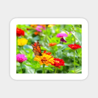 Monarch Butterfly on a flower Magnet